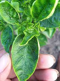 Daun