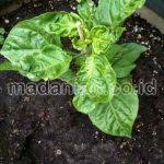 Daun
