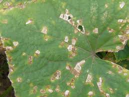 Daun