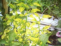 Daun