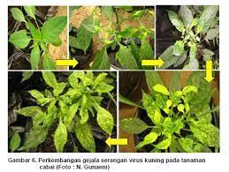 Daun