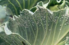 Daun