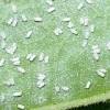 Daun