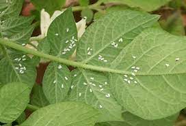 Daun