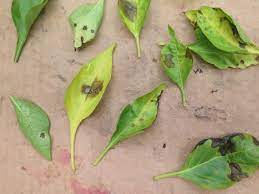 Daun